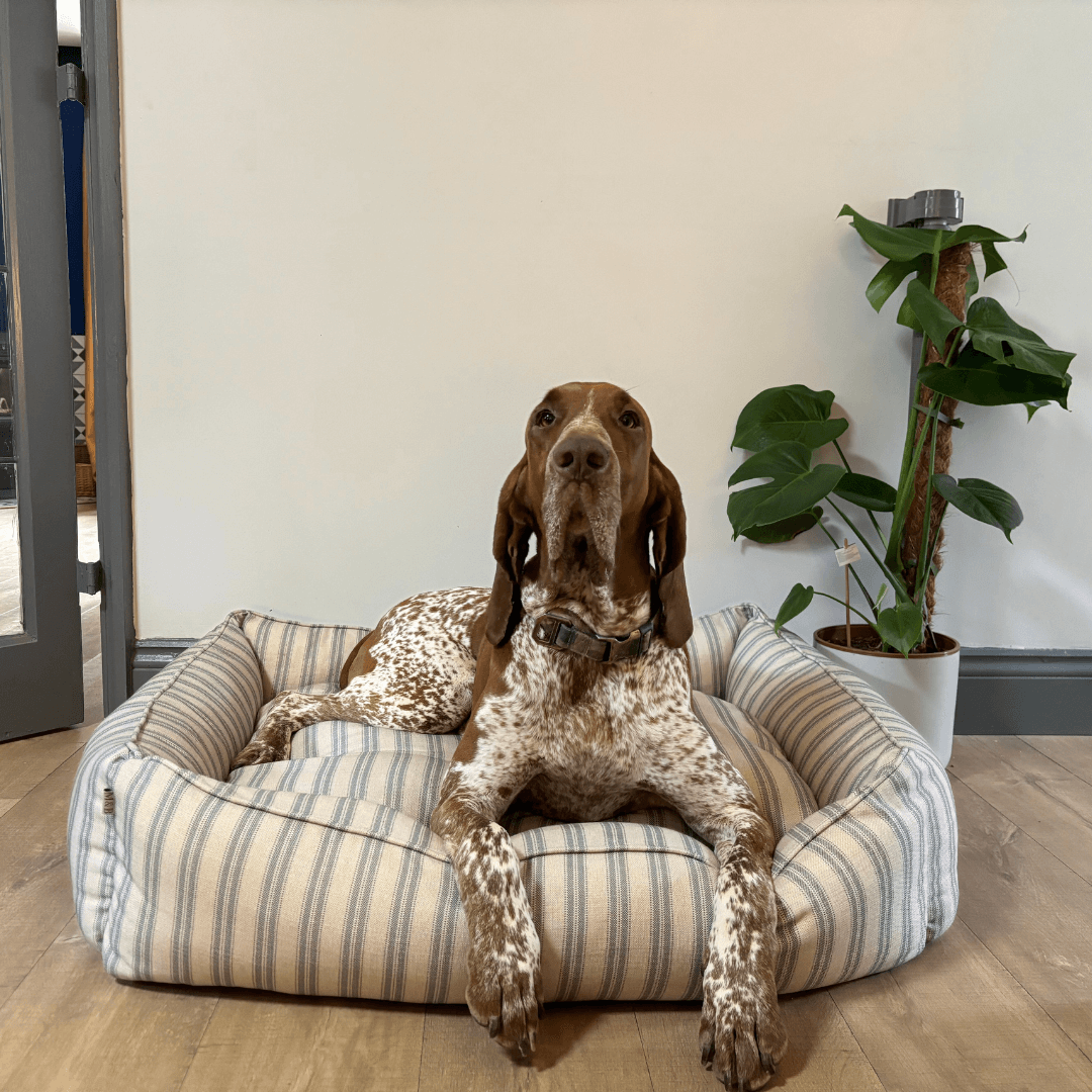 Grey Ticking Stripe Dog with Dog 